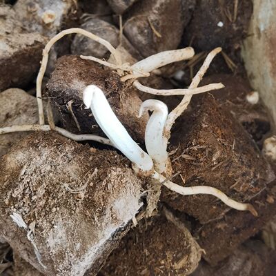 白心脚板薯种苗脚白薯淮山药种子