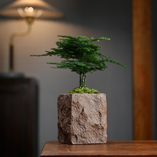 文竹、罗汉松茶桌绿植摆件