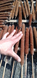 蒲黄棒 香蒲 蒲棒 蒲草黄 可选货 干货50g包邮