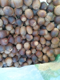 橡实果 橡子  长叶 大叶金岗树结的果实  精选500g包邮