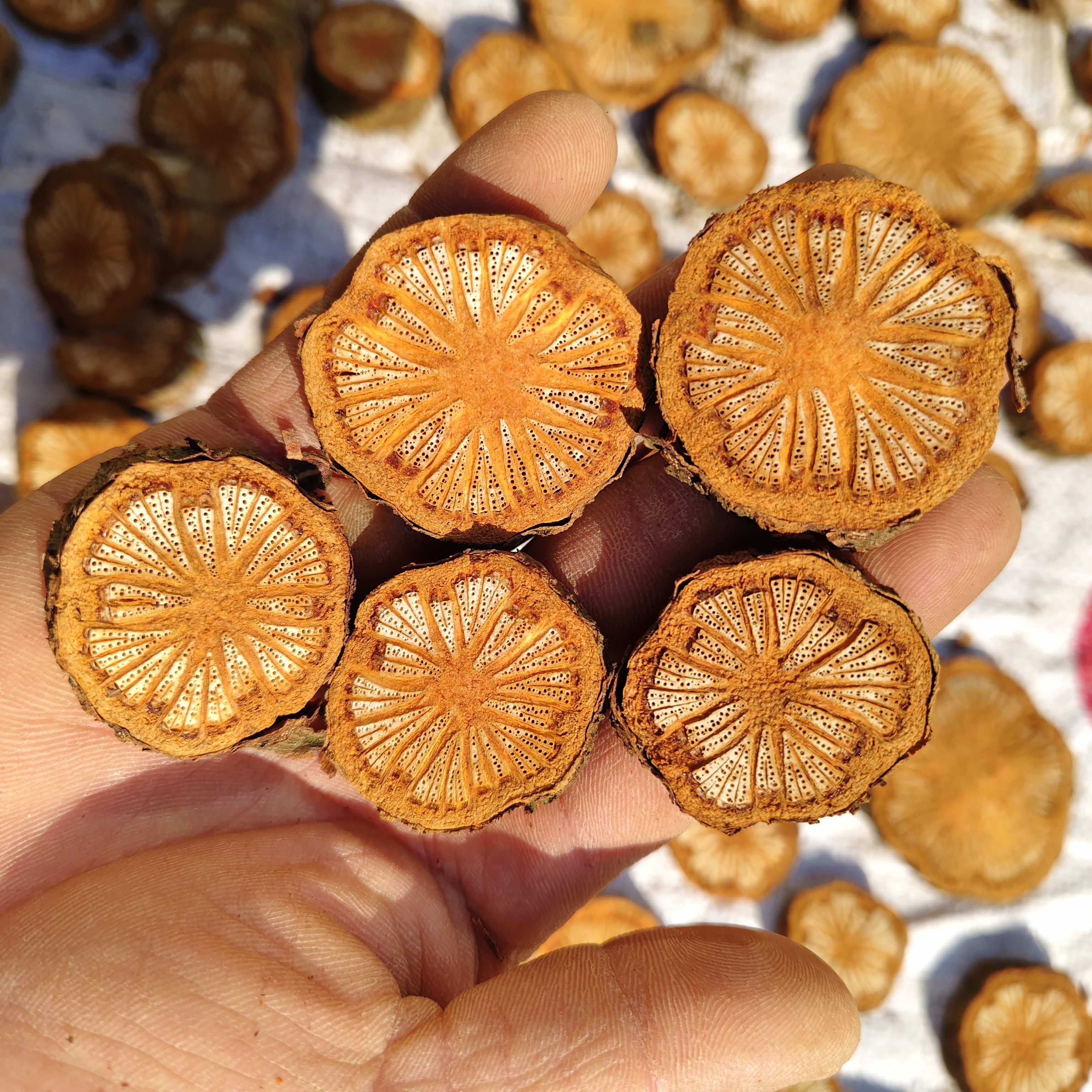 贵州新鲜血藤 五花血藤  血塞通 大红藤 红皮藤 精选鲜干500g包邮