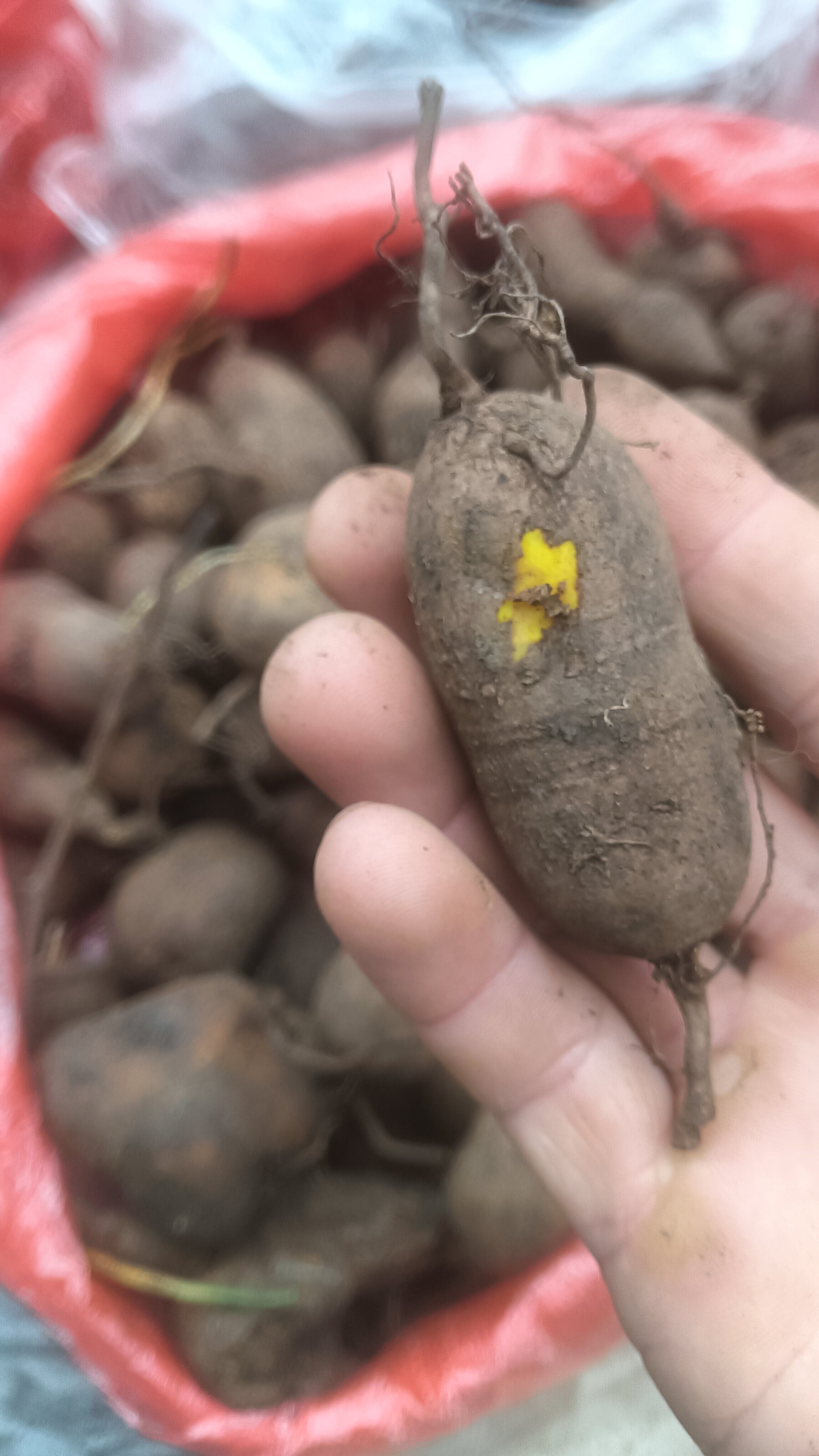 贵州金果榄 地苦胆 中药材九龙胆 九牛胆 自然生长鲜干货500g包邮