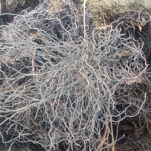 海金沙 金沙藤 金沙根 干货初步清洗 鲜货未洗 精选500g包邮