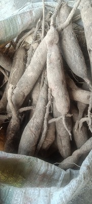 新鲜天冬 天门冬 精选 优质  贵州 自然生长  现挖现发500g包邮