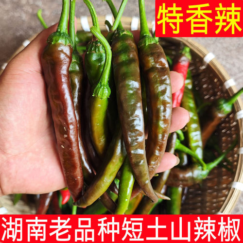 湖南青紫红老品种土山辣椒
