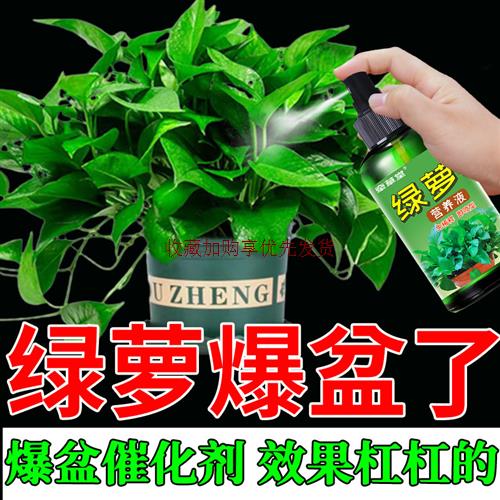 绿萝发黄叶子黄叶黄促芽怎么养生长液营养 液水专用肥料花化 肥