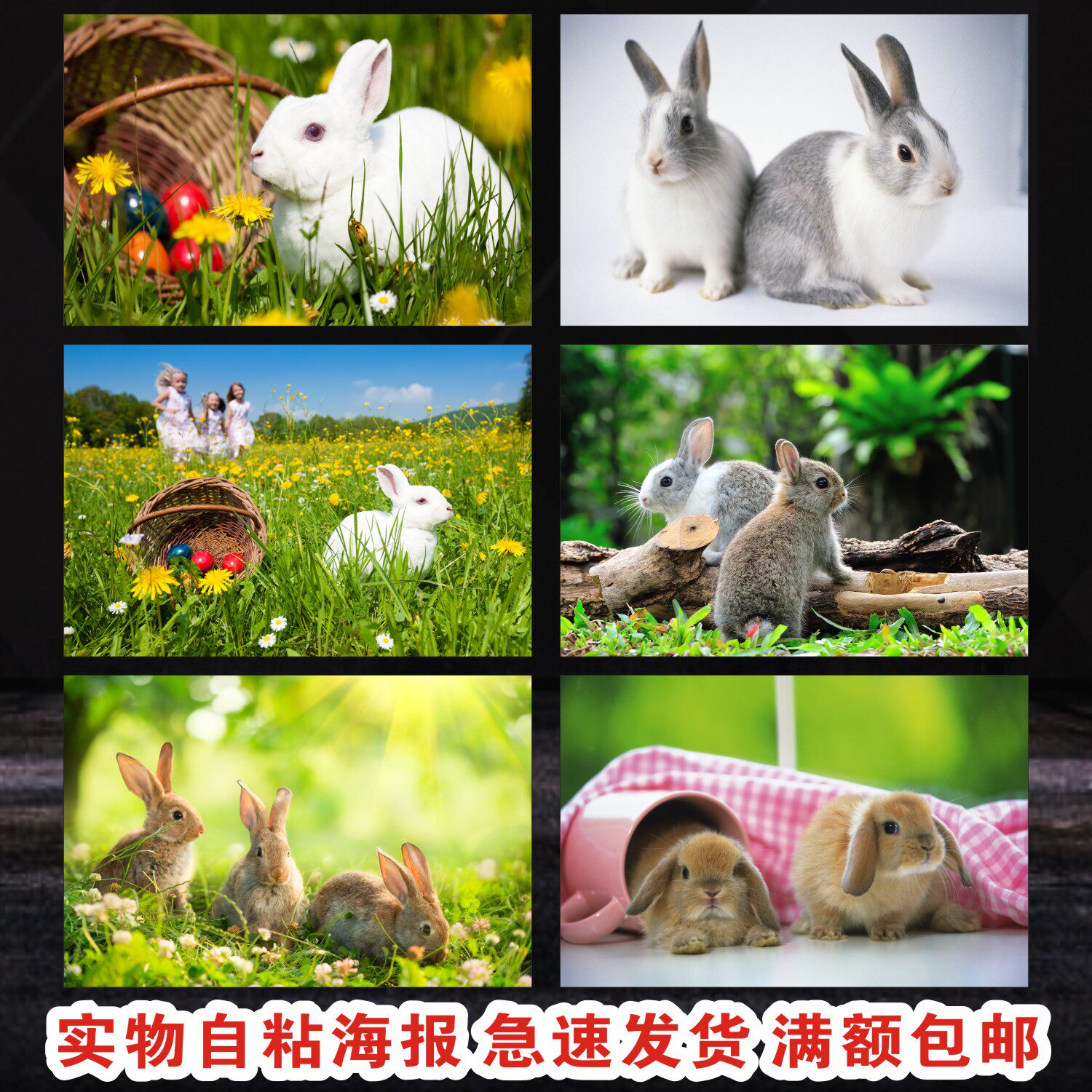 兔子儿童房动物早教图片装饰画