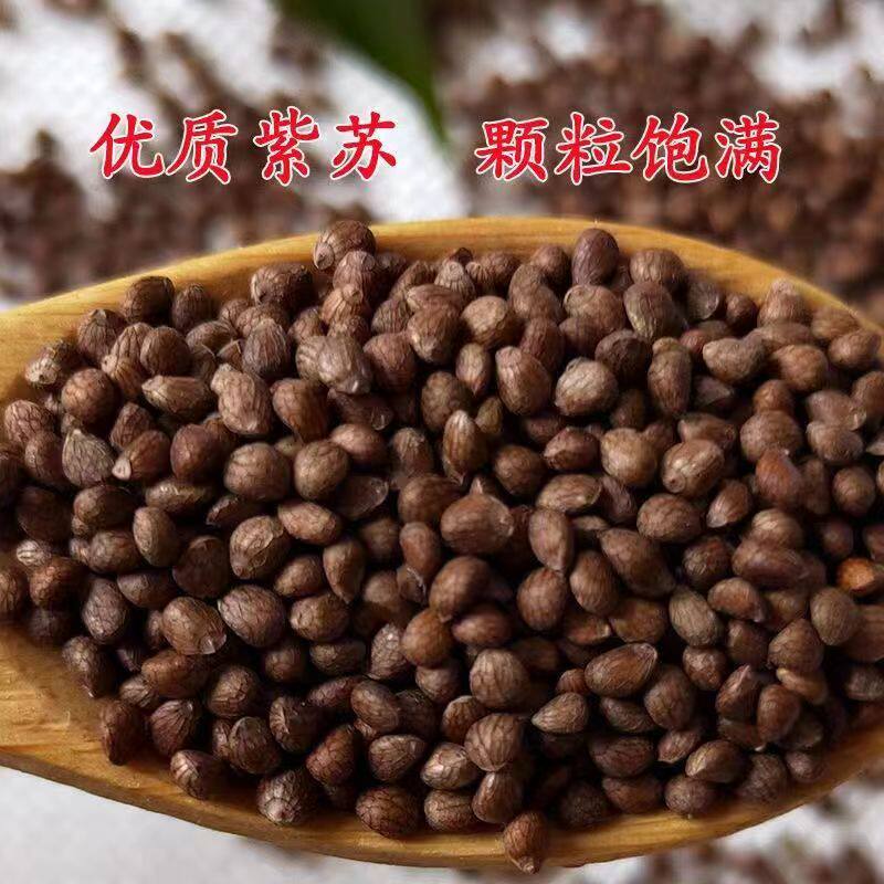 2025年甘肃天水农家山地紫苏籽（荏子)食用可种植每袋500克装包邮
