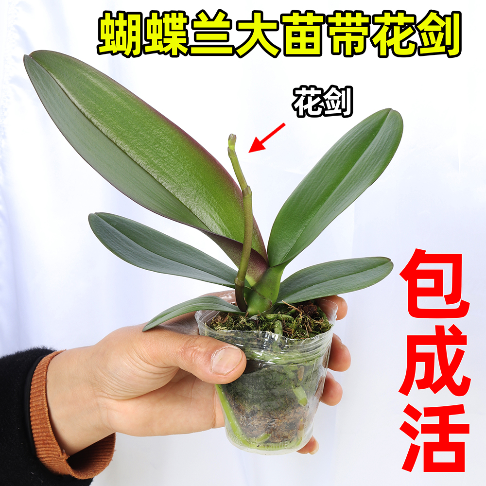 精品大花蝴蝶兰盆栽花苗植物室内花卉绿植盆景观花四季开花好养