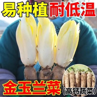 金玉兰菜根自种芽球菊苣野菜西餐食材摆盘沙拉批发冬季金玉兰菜根