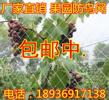 透明网果园防鸟网葡萄防鸟网家禽网养殖网网子尼龙网防护网包邮在类目 鲜花速递/花卉仿真/绿植园艺, 园艺用品, 其它园艺用品中 - 来自Buy2taobao.com提供专业的淘宝代购服务