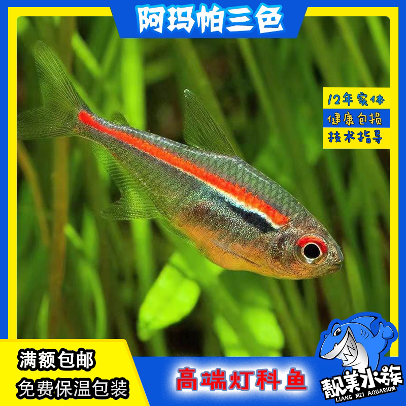 阿玛帕三色灯鱼阿马帕玛高端亚玛帕小型灯科鱼灯鱼淡水观赏鱼满额