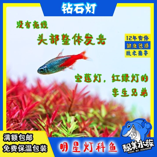 钻石灯小型宝莲灯红绿灯科观赏鱼草缸水族翡翠斑马柠檬黄热带淡水