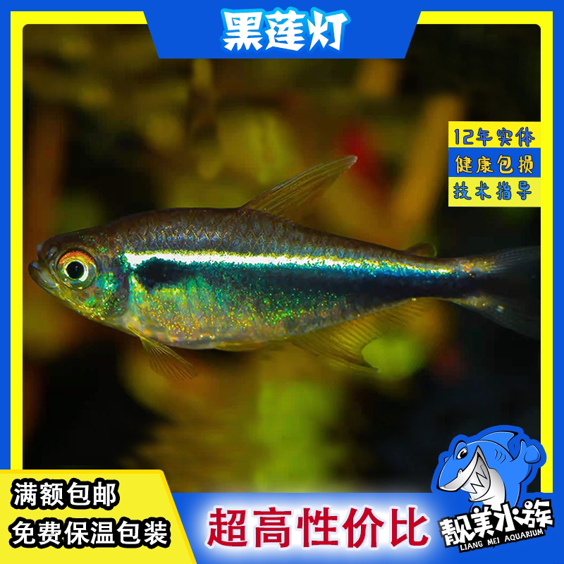 小型淡水观赏鱼宝莲灯