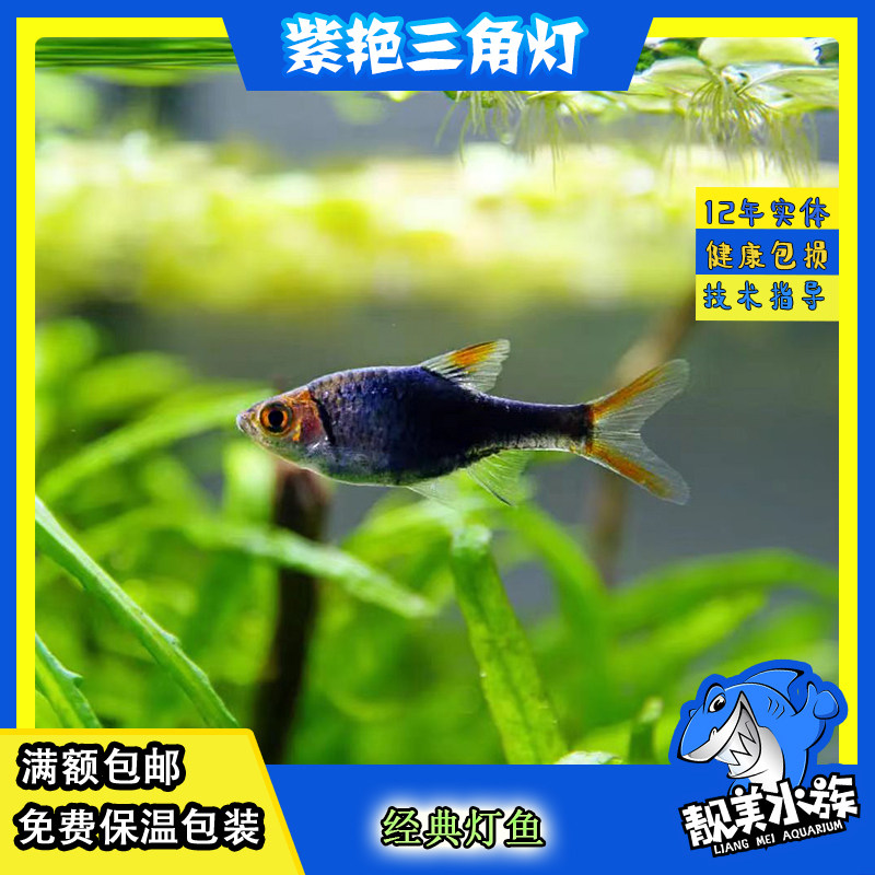 紫艳三角灯三角灯草缸经典品种宝莲灯红绿灯一眉道人混养容易包邮