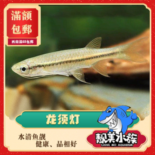 龙须灯长须鱼丹草缸观赏鱼上层鱼小型鱼热带鱼嘛呢包邮