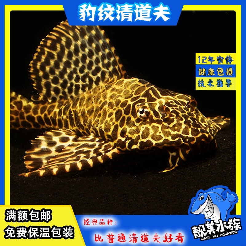 清道夫容易底层吃大便清洁除藻