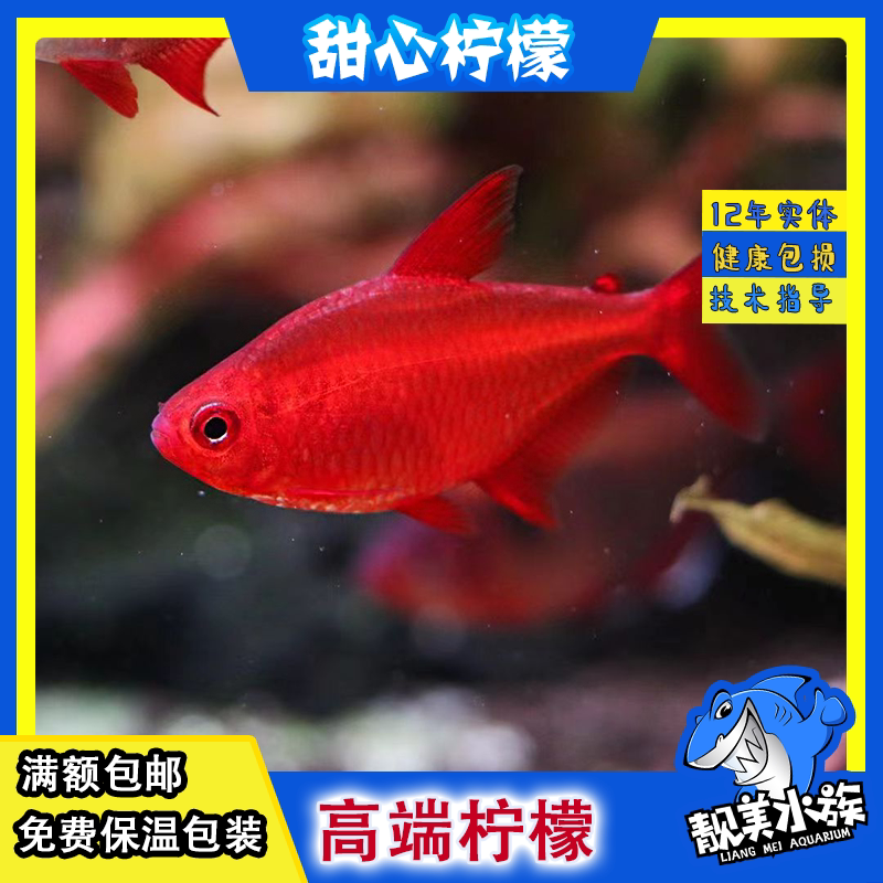 热带鱼鱼观赏淡水好看稀有