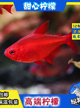 甜心柠檬灯红鼻剪刀宝莲灯白云金丝水草缸群友发光红色热带鱼观赏