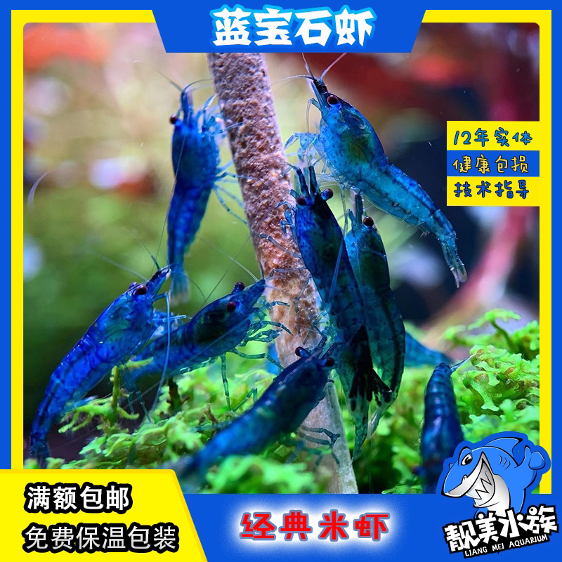蓝宝石虾蓝丝绒虾米虾活练手水晶虾琉璃虾水族虾淡水宠物虾观赏虾
