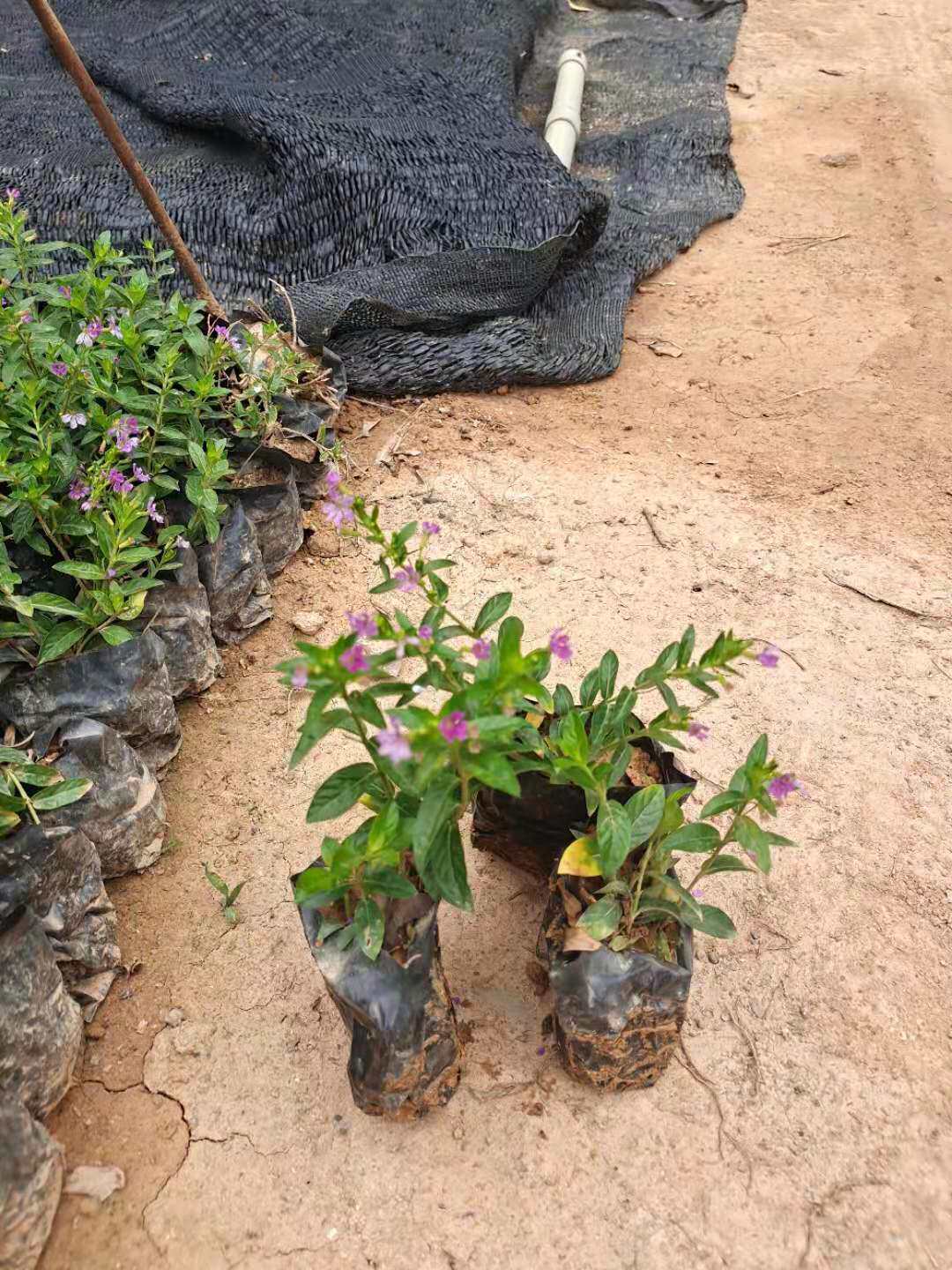 满天星盆栽四季开花室内室外阳台好养活花卉植物{带花发货}