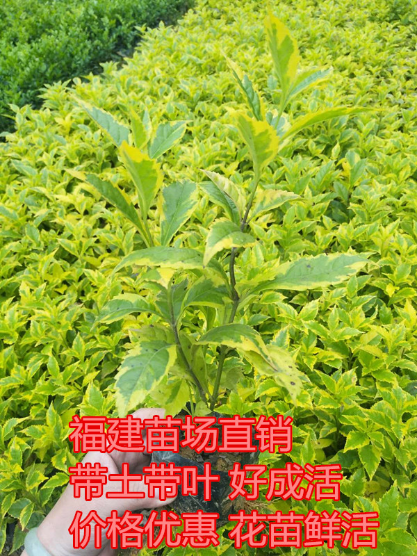 金边假连翘袋苗 花坛灌木苗 地被植物 耐修剪彩色苗 绿化色带