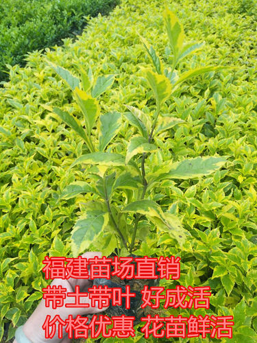 金边假连翘袋苗 花坛灌木苗 地被植物 耐修剪彩色苗 绿化色带