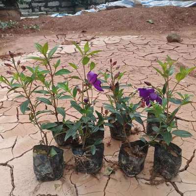 巴西野牡丹紫牡丹盆栽蓝稔花苗庭院花卉植物紫色花四季开花阳台