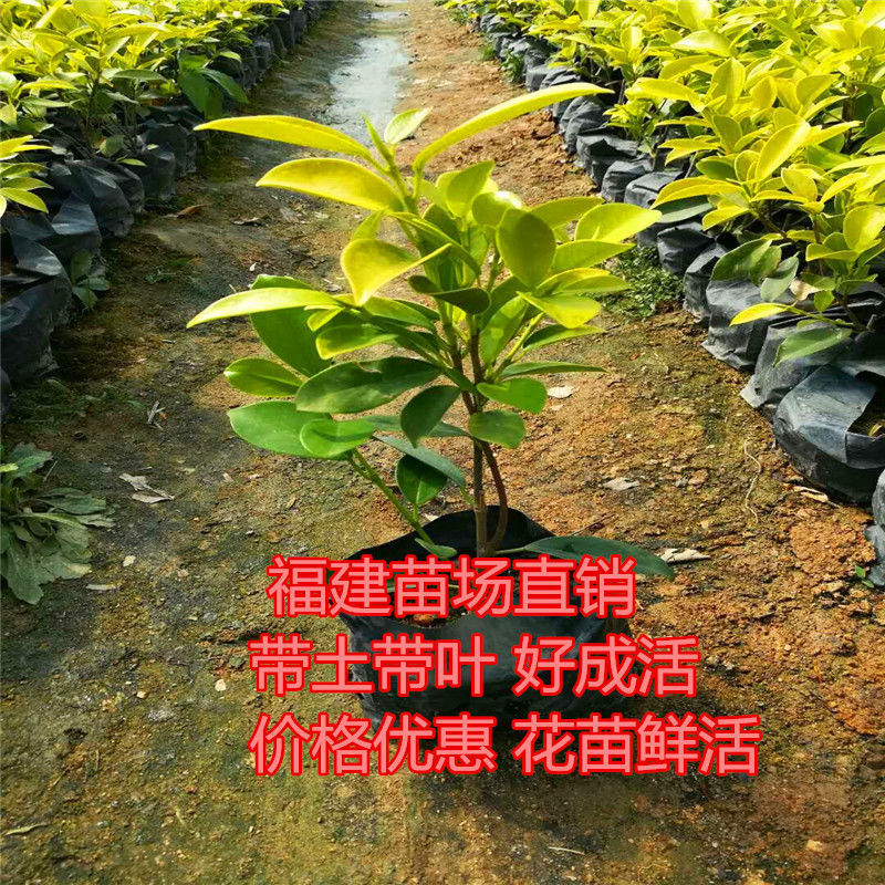 绿植盆栽榕树盆景黄金榕庭院黄色黄金叶彩色苗木金叶榕四季常青