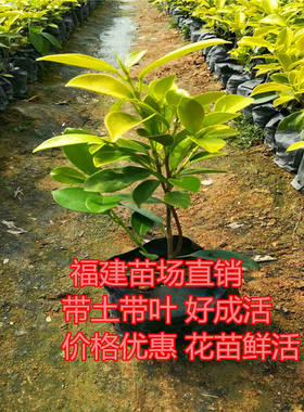绿植盆栽榕树盆景黄金榕庭院黄色黄金叶彩色苗木金叶榕四季常青