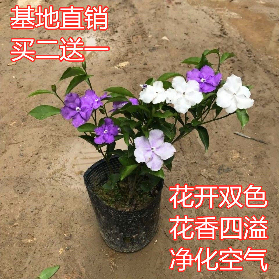 双色茉莉盆栽四季开花番茉莉鸳鸯茉莉庭院阳台室内外浓香花苗植物