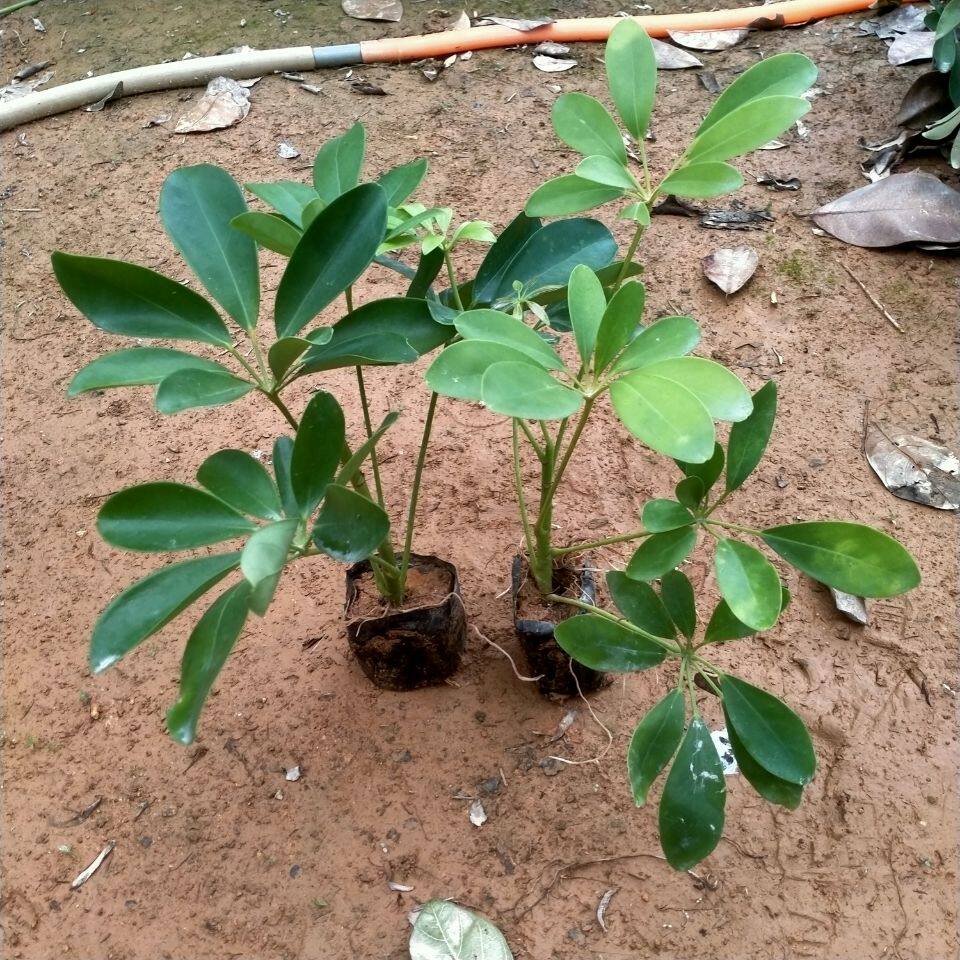 八方来财鸭脚木鸭掌木盆栽苗七叶莲鹅掌柴苗青叶常青花卉