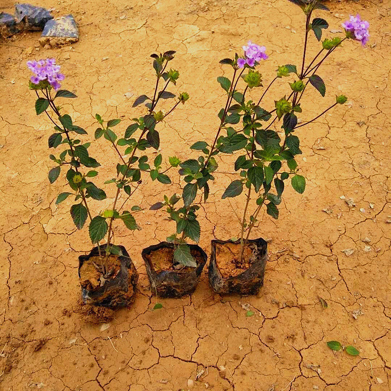 马缨丹盆栽地栽花期长耐热耐寒植物庭院花卉带花苞发货