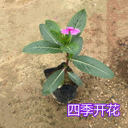 长春花日日春美化环境阳台庭院