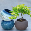 阳台家用陶瓷花盆特价 捡漏绿植紫砂盆景多肉花盆球形蛋壳大号陶盆