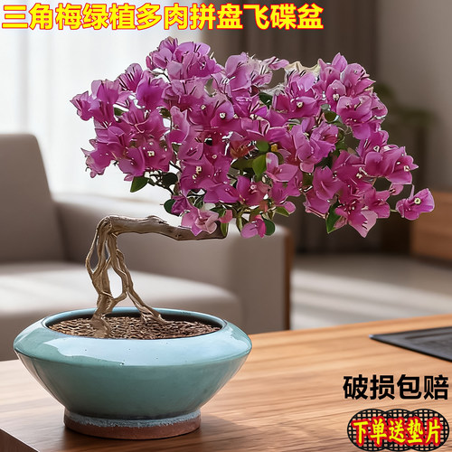 大口径三角梅盆栽花盆