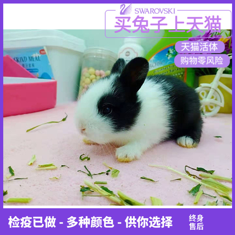 侏儒兔活体|msdalam kategori haiwan peliharaan/makanan haiwan dan bekalan, Arnab dan bekalan, arnab - dari Buy2taobao.com untuk memberikan perkhidmatan ejen Taobao profesional membeli