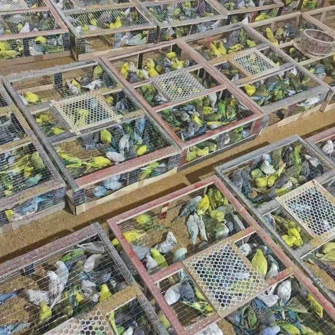 鹦鹉活体宠物鸟类观赏鸟笼中鸟类活物10只装批发摆地摊