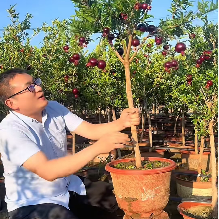 100-300 紫玉石榴盆景老桩墨石榴紫玉石榴树苗带果室内阳台院子