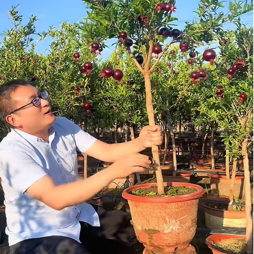 100-300 紫玉石榴盆景老桩墨石榴紫玉石榴树苗带果室内阳台院子