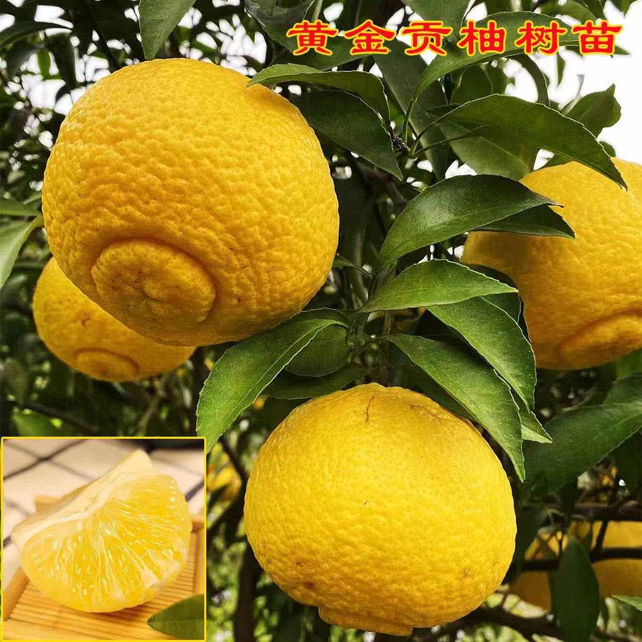 正宗黄金贡柚树苗柚子树苗嫁接柚子苗黄金柚子苗南北方种植地栽盆