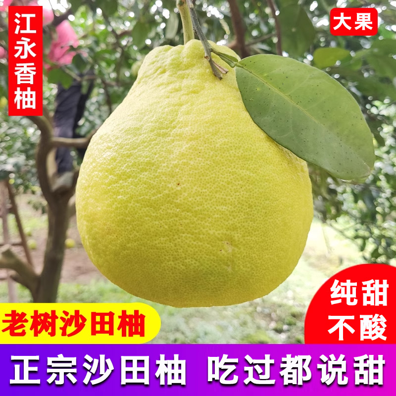农家自种纯甜老树沙田柚纯甜无酸