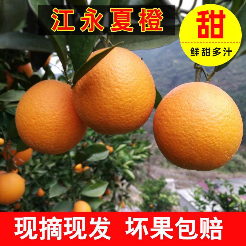 湖南永州特产江永夏橙新鲜晚熟手剥甜橙子现摘当季非脐橙大果包邮