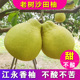 正宗湖南永州特产江永香柚纯甜老树沙田柚新鲜水果柚子20斤 包邮
