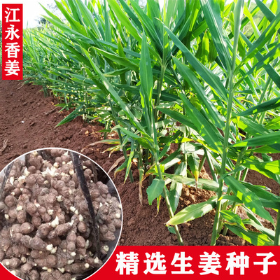 江永香姜生姜种籽种植嫩姜包邮