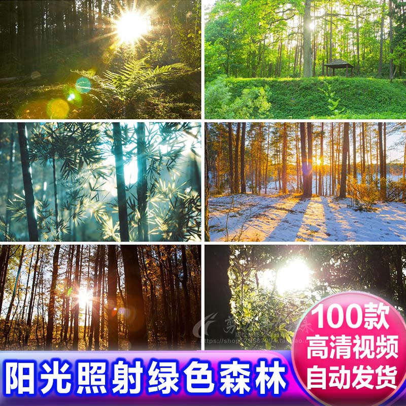 太阳光照射茂密树林穿透丛林绿色生态氧吧高清免版权商用视频素材