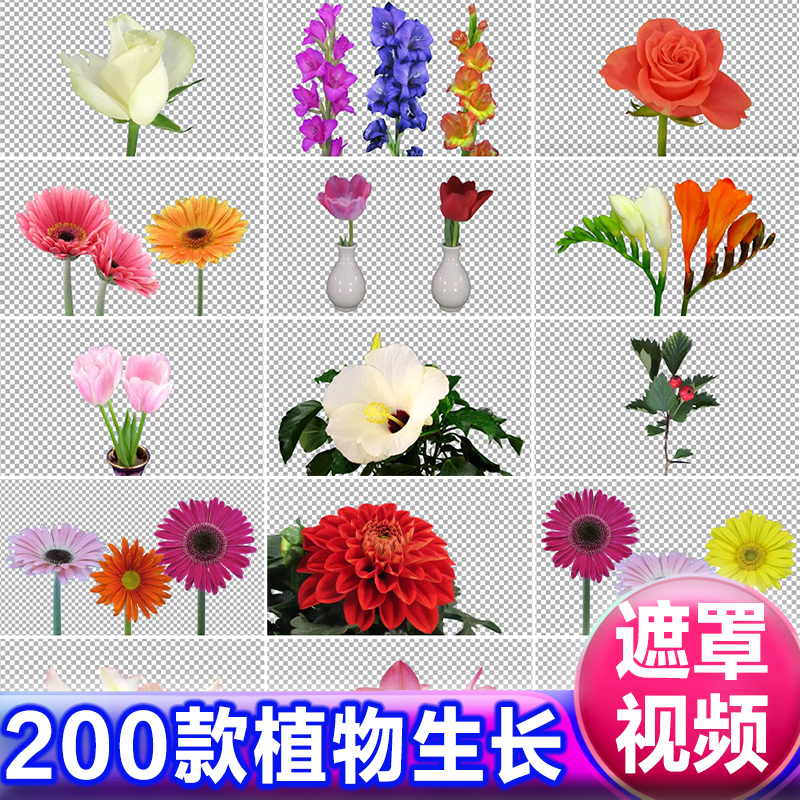 花卉花朵绿植草盛开生长过程延时摄影动画视频带遮罩透明抠像素材