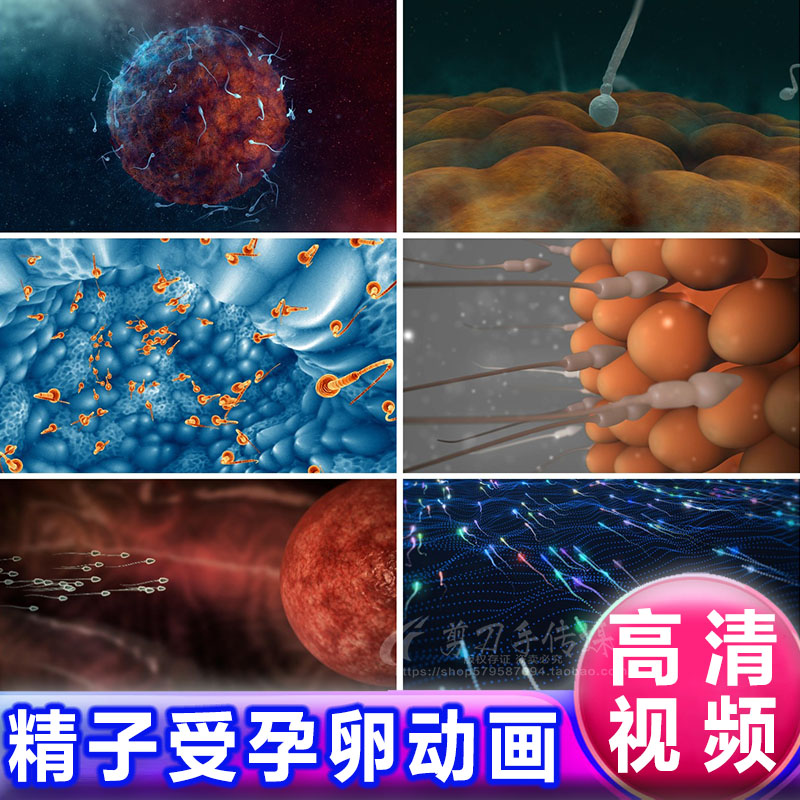 精虫游动着床显微镜特写动画受精卵怀孕胚珠细胞分离孕育视频素材