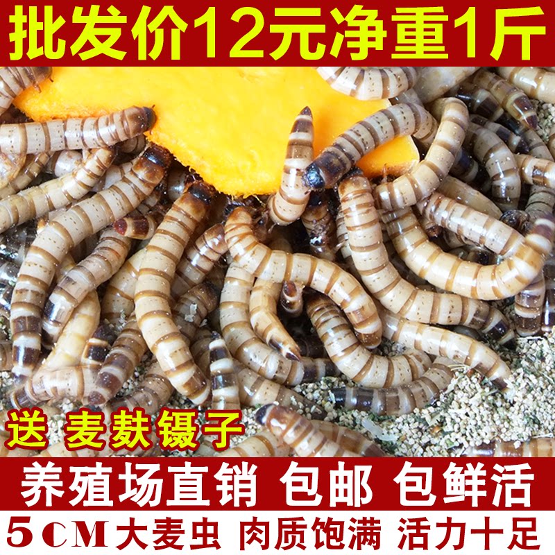 大麦虫活虫面包虫大号黄粉虫金龙鱼乌龟饲料八哥画眉鸟食活体虫子