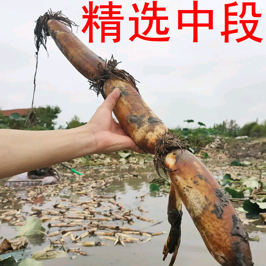 正宗洪湖粉藕莲藕煲汤藕
